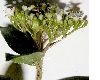 image of Viburnum tinus