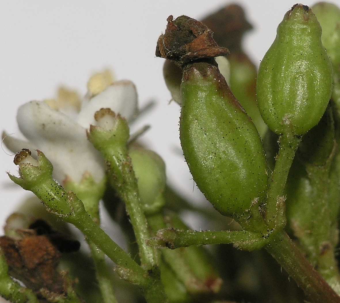 Adoxaceae Viburnum tinus