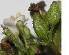 image of Viburnum tinus