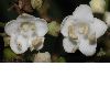 image of Viburnum tinus