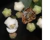 image of Viburnum tinus