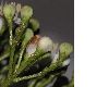 image of Viburnum tinus