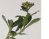 image of Viburnum tinus