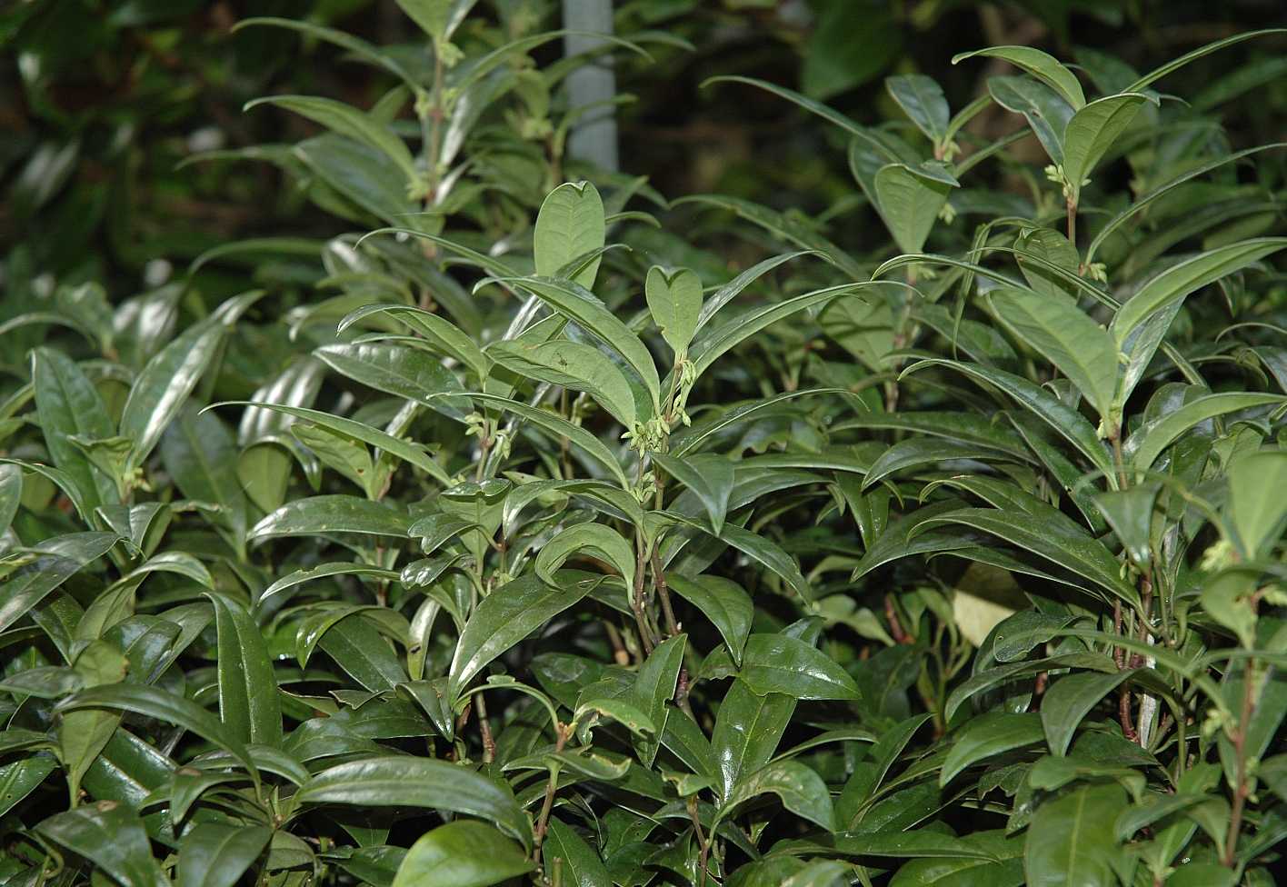 Buxaceae Sarcococca hookeriana