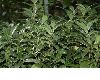 image of Sarcococca hookeriana