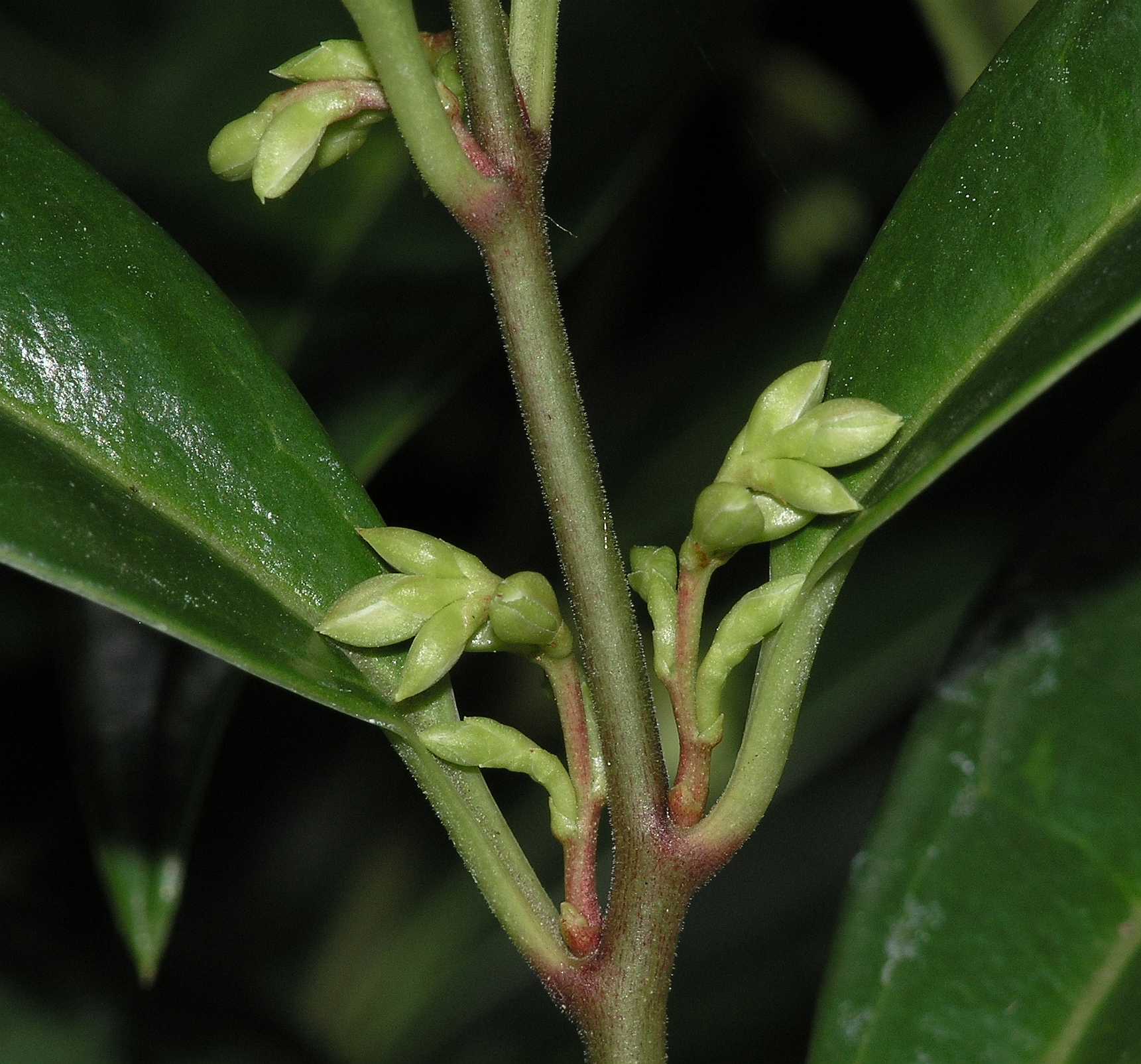 Buxaceae Sarcococca hookeriana