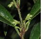 image of Sarcococca hookeriana