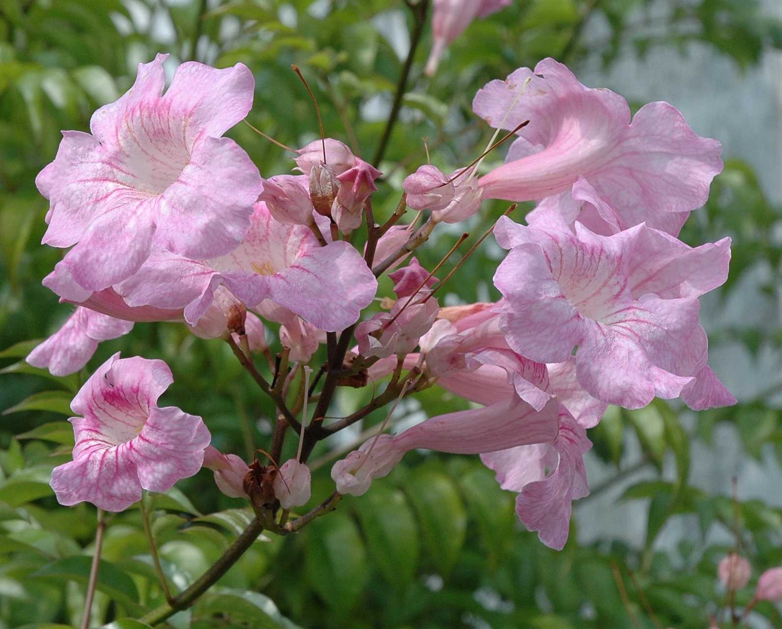 Bignoniaceae Pandorea ricasoliana