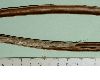 image of Catalpa bignonoides