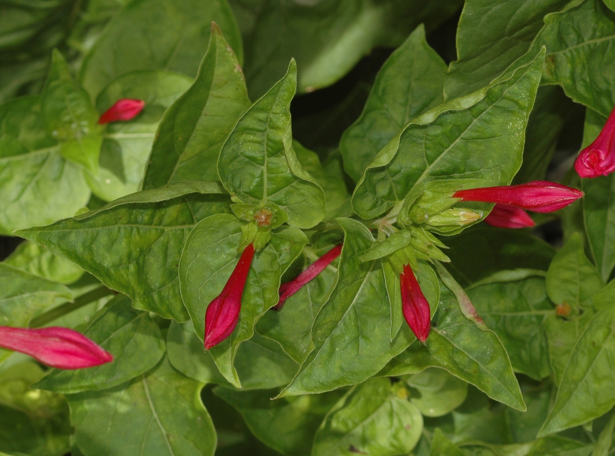 Nyctaginaceae Mirabilis jalapa