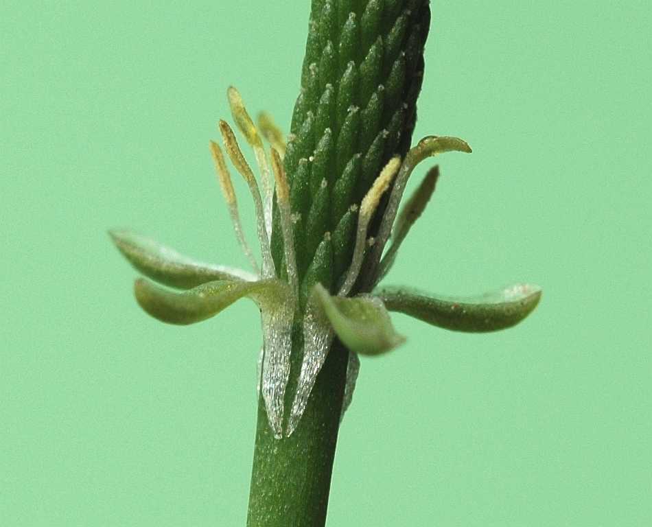 Ranunculaceae Myosurus minimus