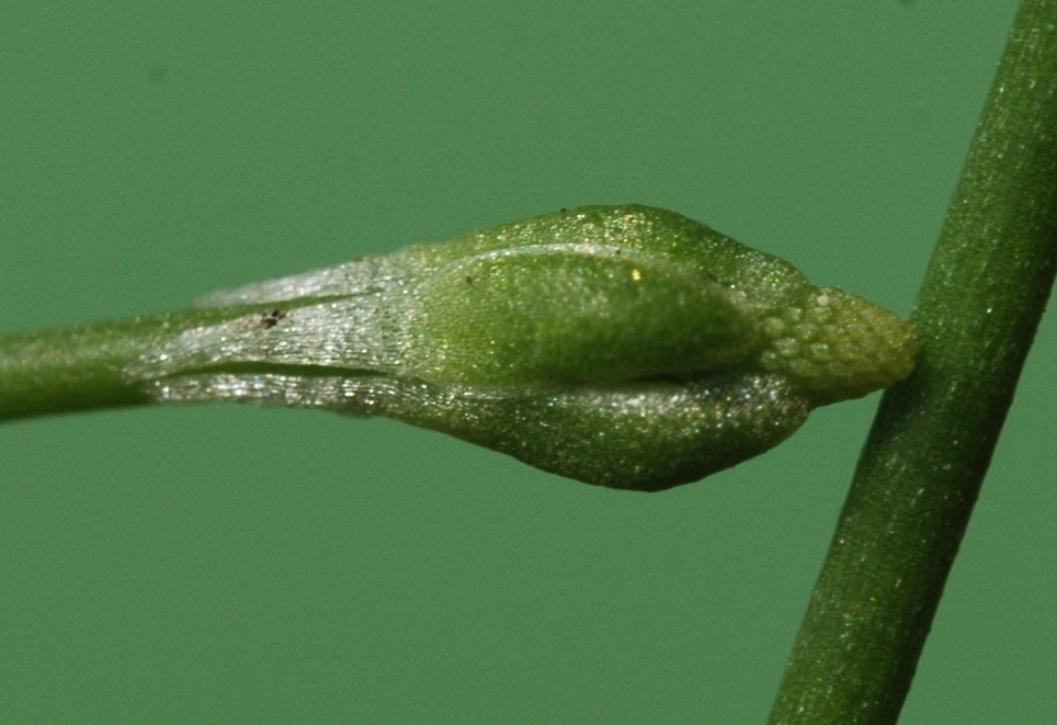 Ranunculaceae Myosurus minimus