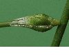 image of Myosurus minimus