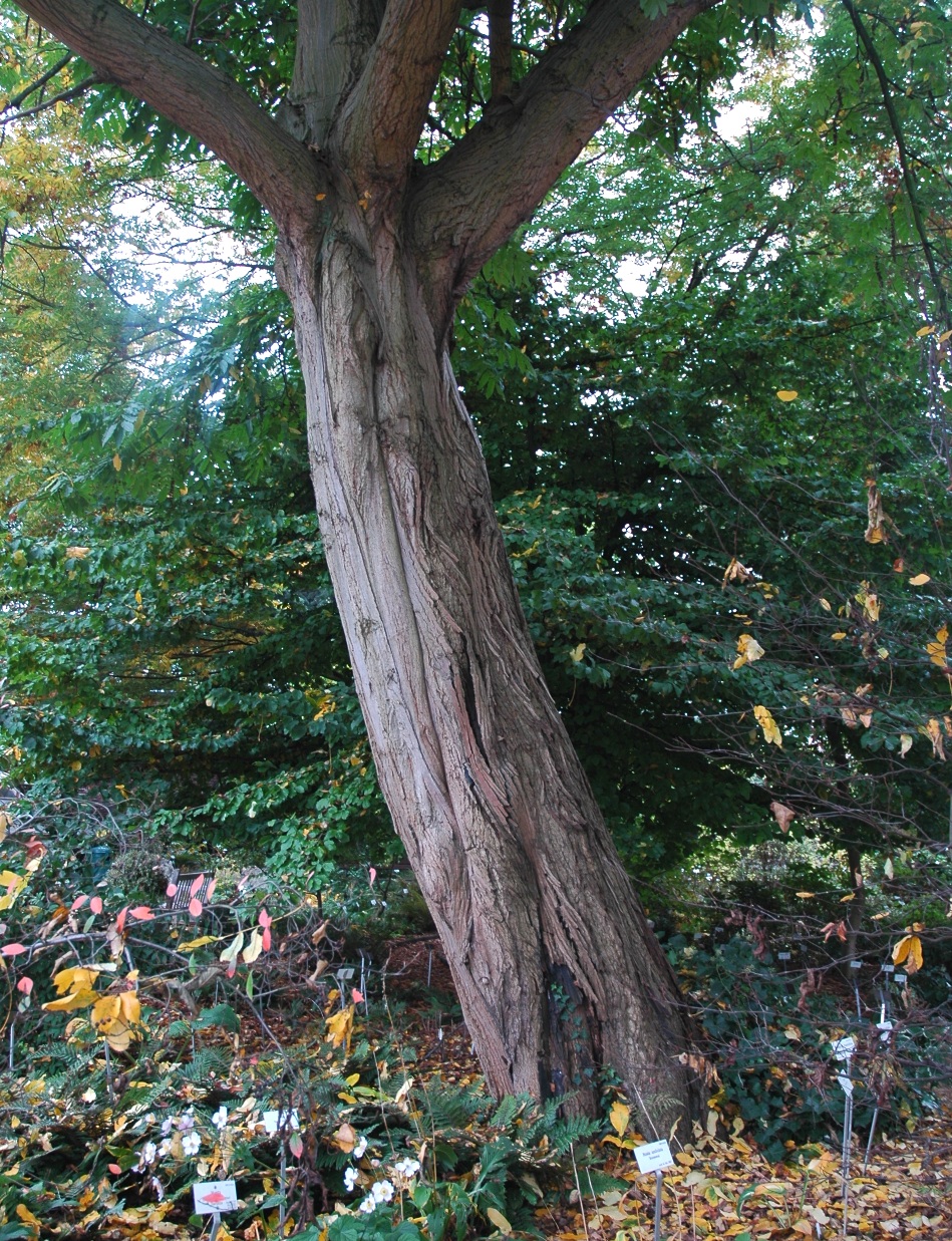 Juglandaceae Pterocarya fraxinifolia