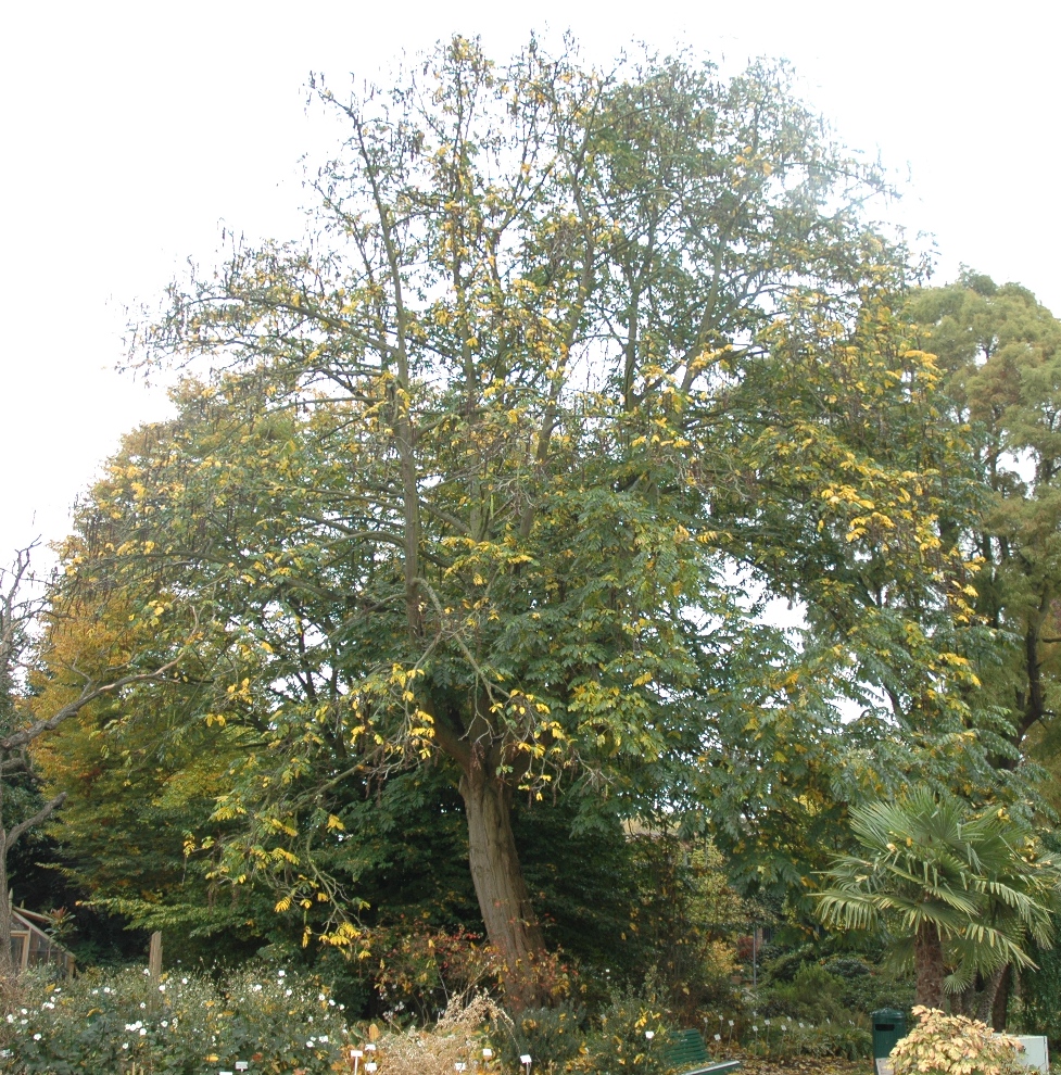 Juglandaceae Pterocarya fraxinifolia