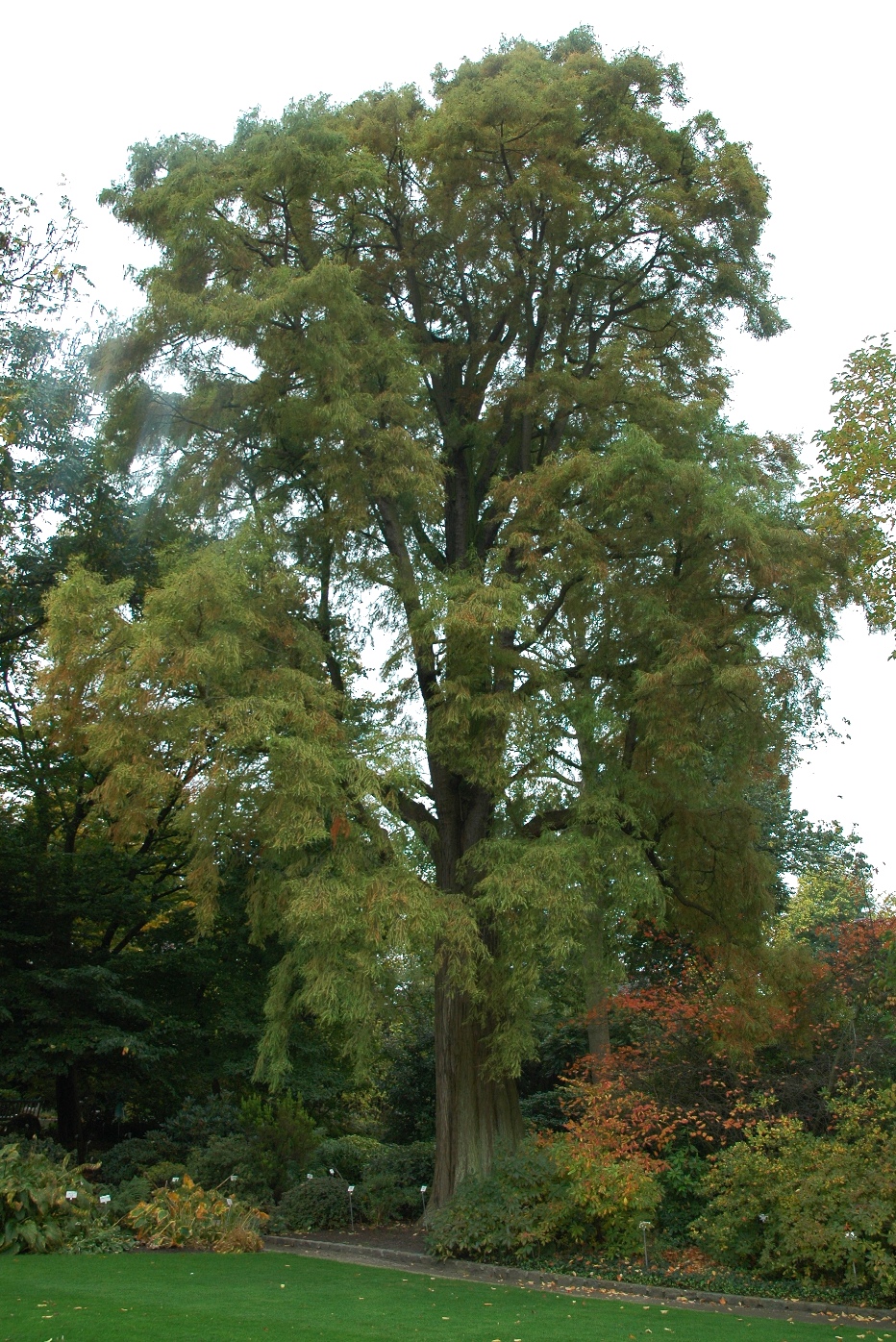 Cupressaceae Taxodium distichum