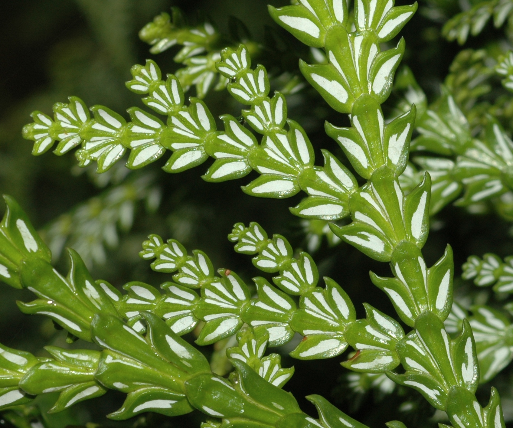 Cupressaceae Thujopsis dolabrata
