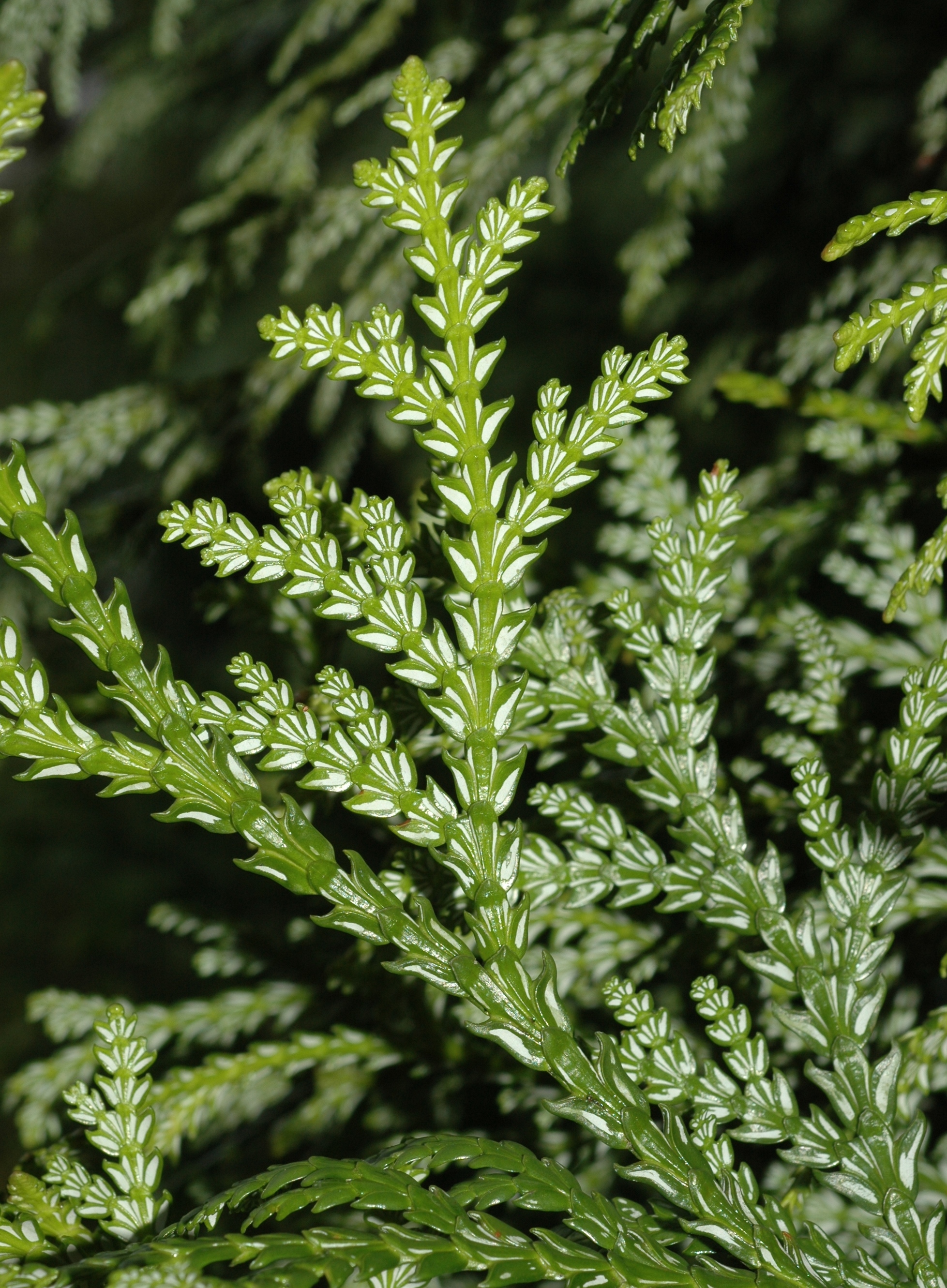 Cupressaceae Thujopsis dolabrata