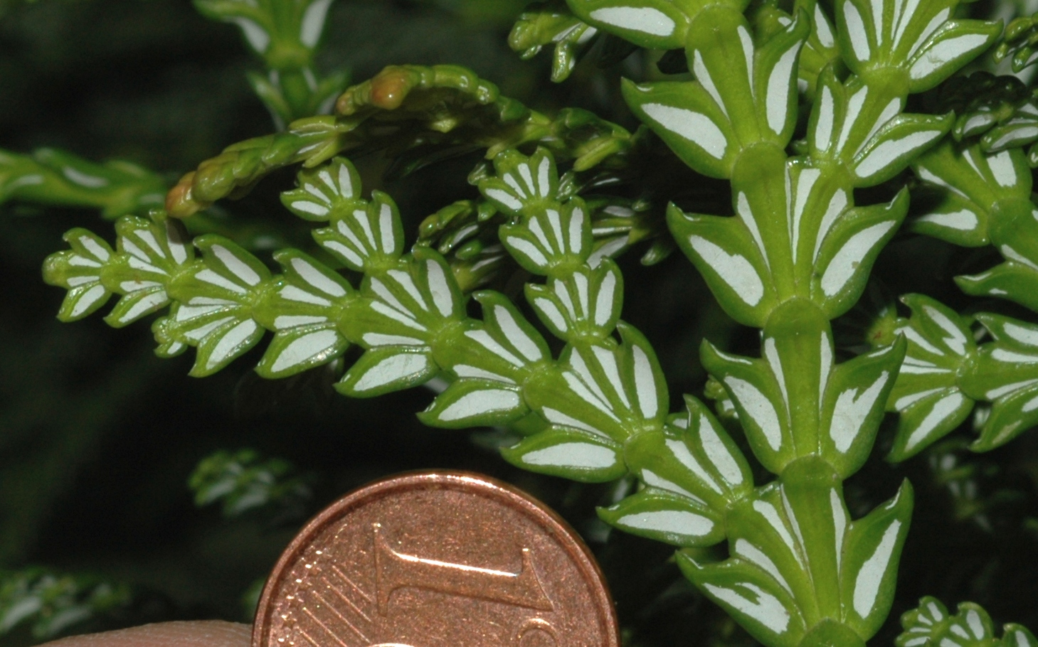 Cupressaceae Thujopsis dolabrata