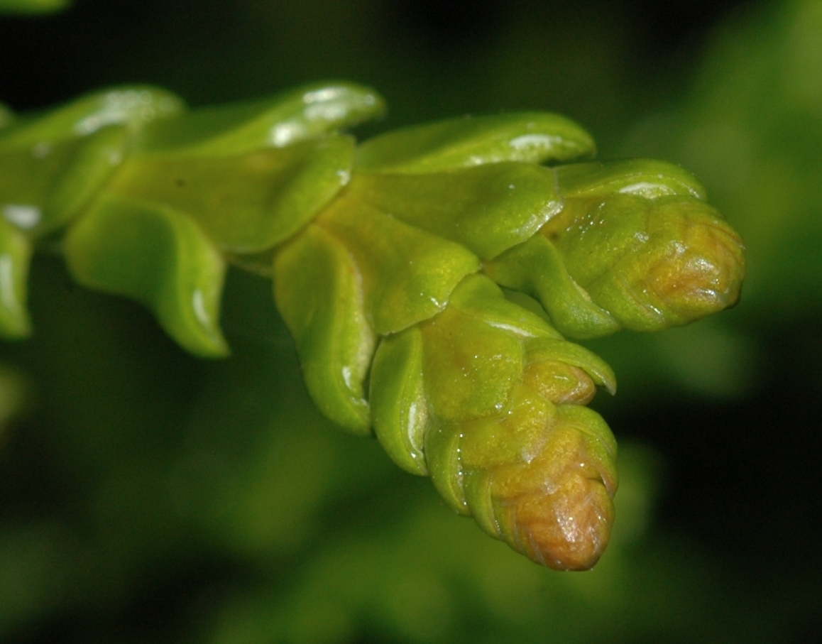 Cupressaceae Thujopsis dolabrata