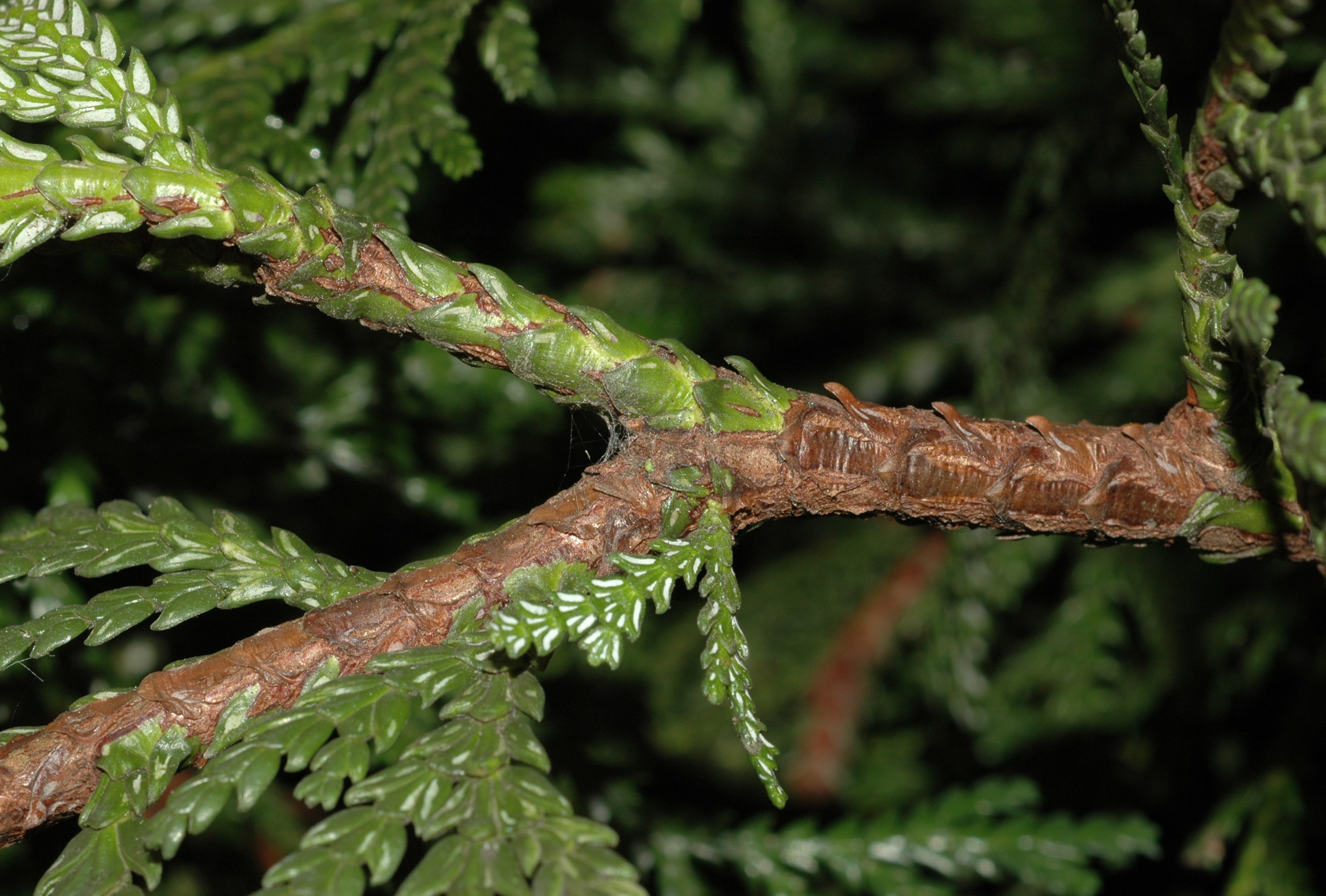 Cupressaceae Thujopsis dolabrata