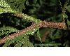 image of Thujopsis dolabrata