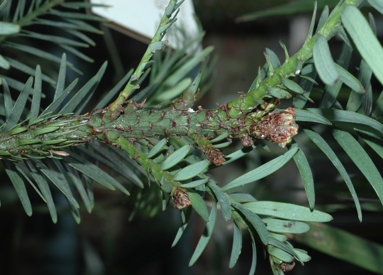Araucariaceae Wollemia nobilis