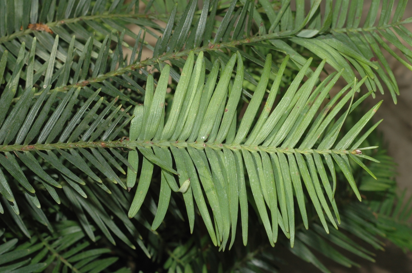 Araucariaceae Wollemia nobilis