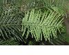 image of Wollemia nobilis