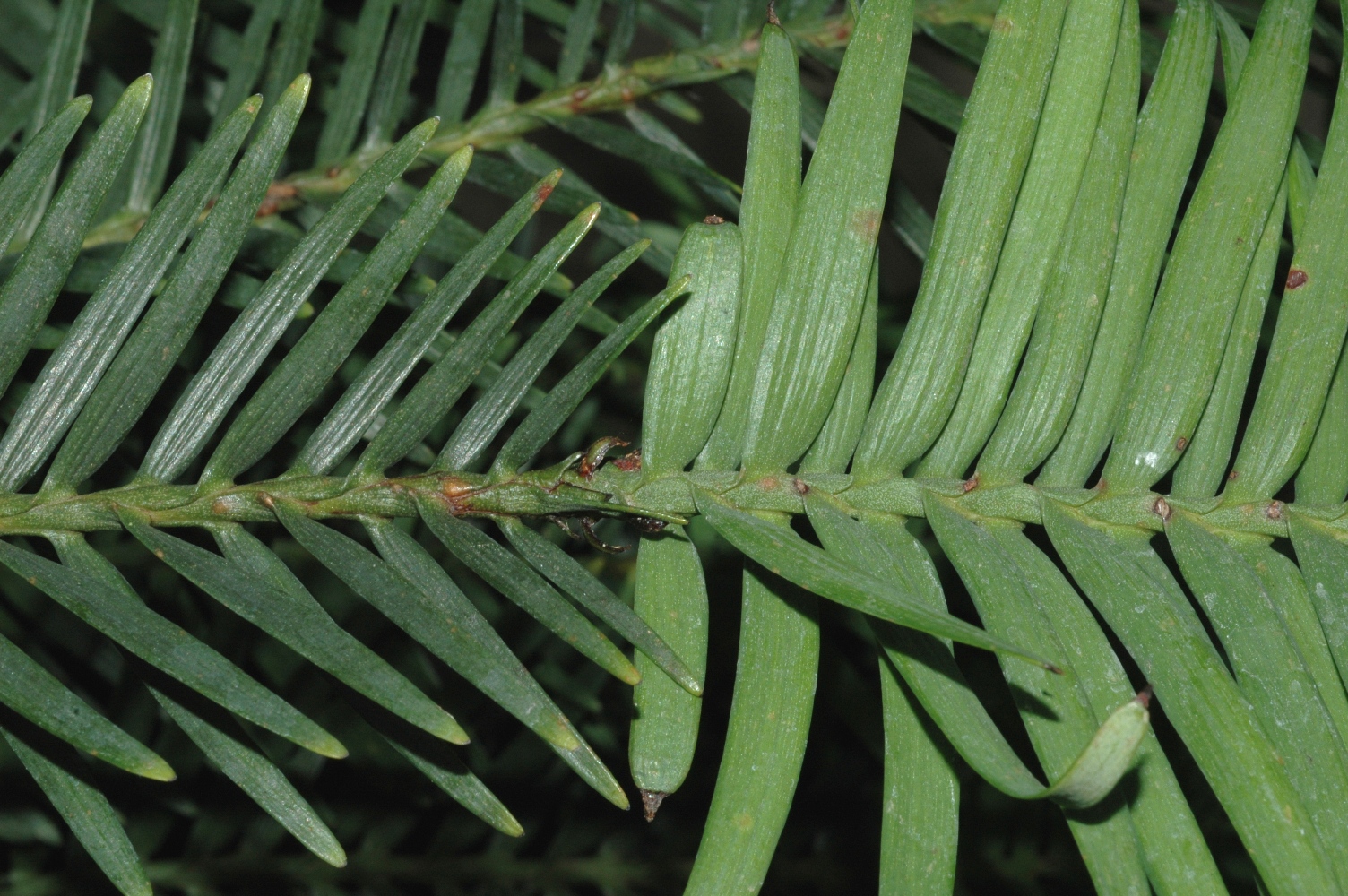 Araucariaceae Wollemia nobilis