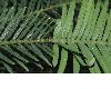 image of Wollemia nobilis