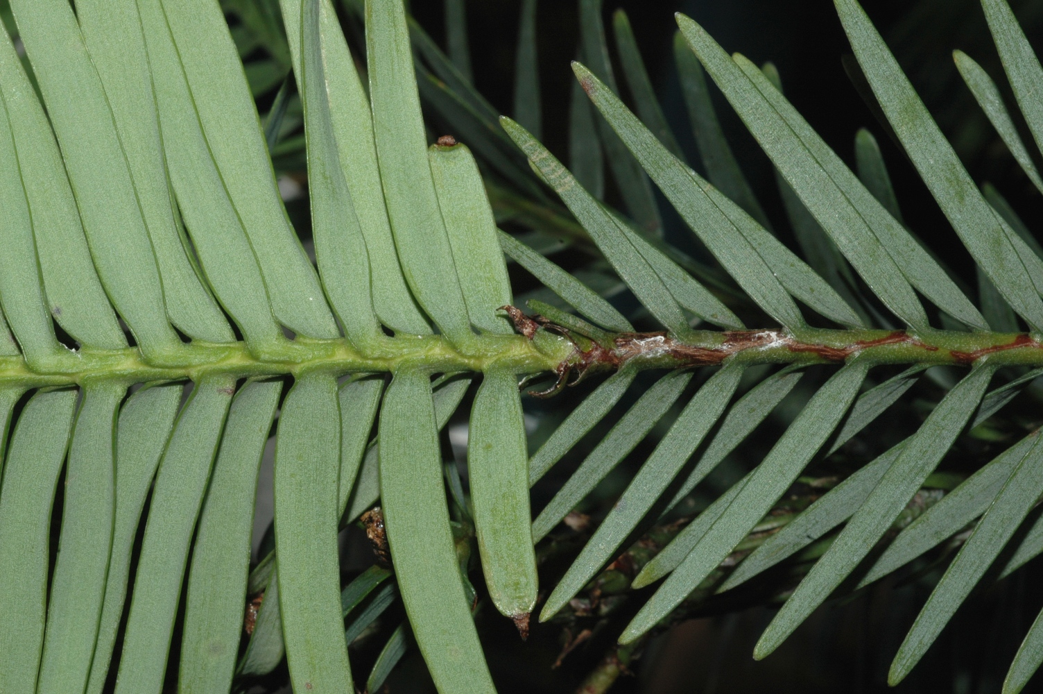 Araucariaceae Wollemia nobilis