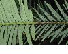 image of Wollemia nobilis