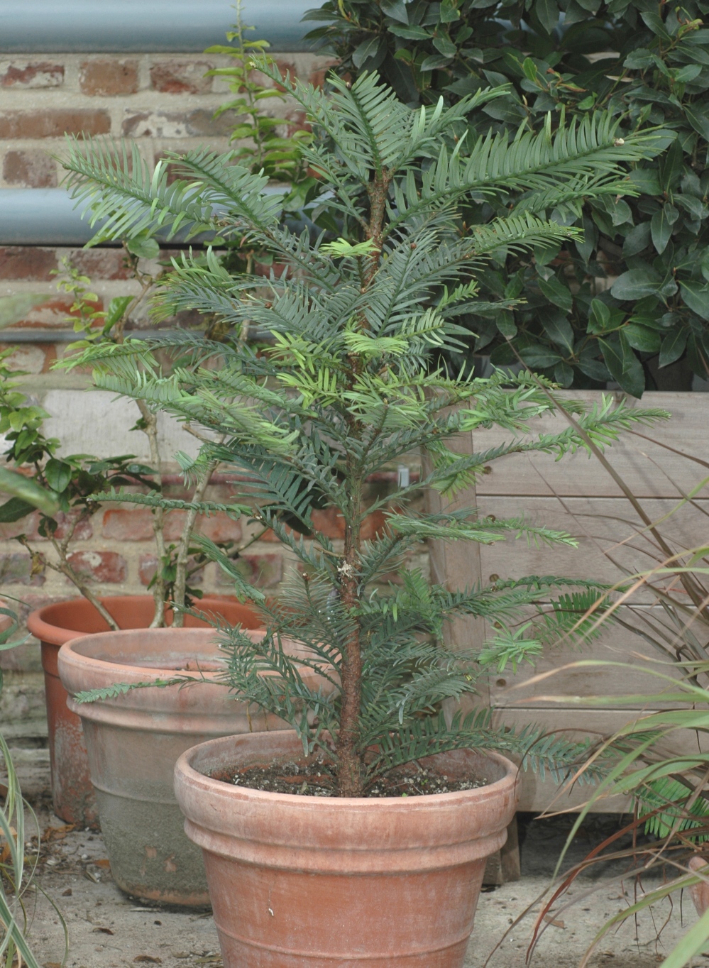 Araucariaceae Wollemia nobilis