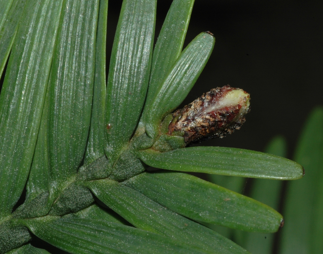 Araucariaceae Wollemia nobilis