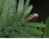 image of Wollemia nobilis