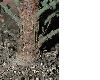 image of Wollemia nobilis