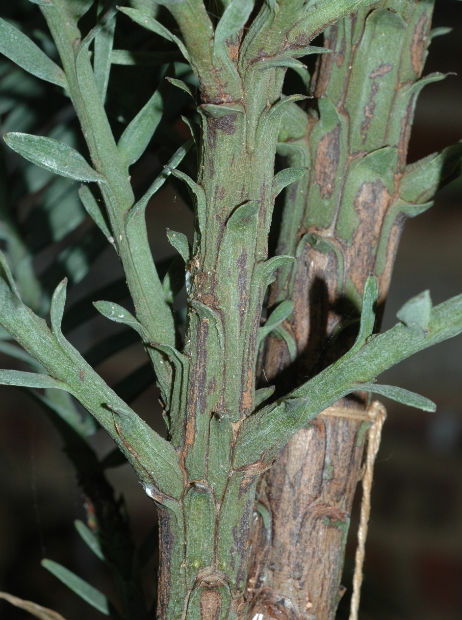 Araucariaceae Wollemia nobilis