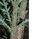 image of Wollemia nobilis