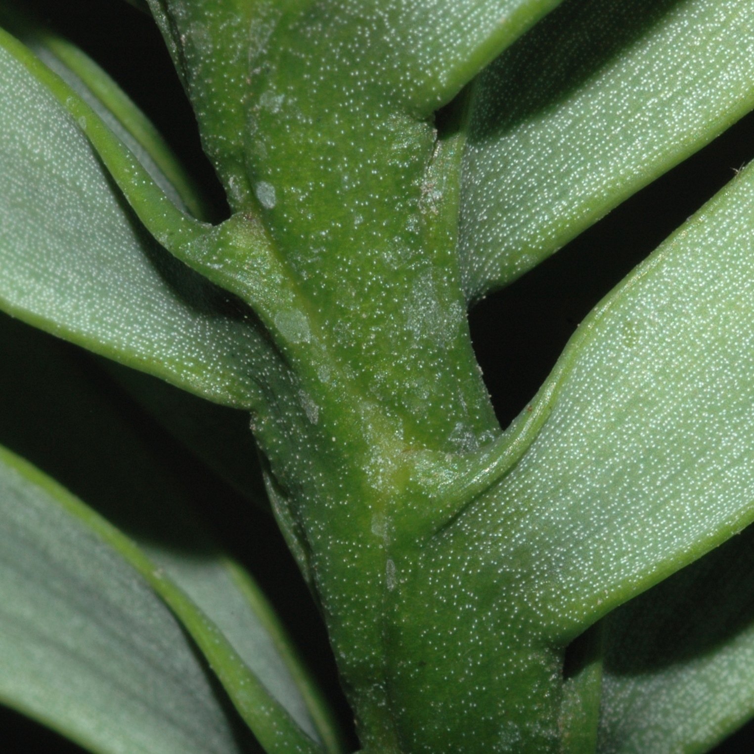 Araucariaceae Wollemia nobilis