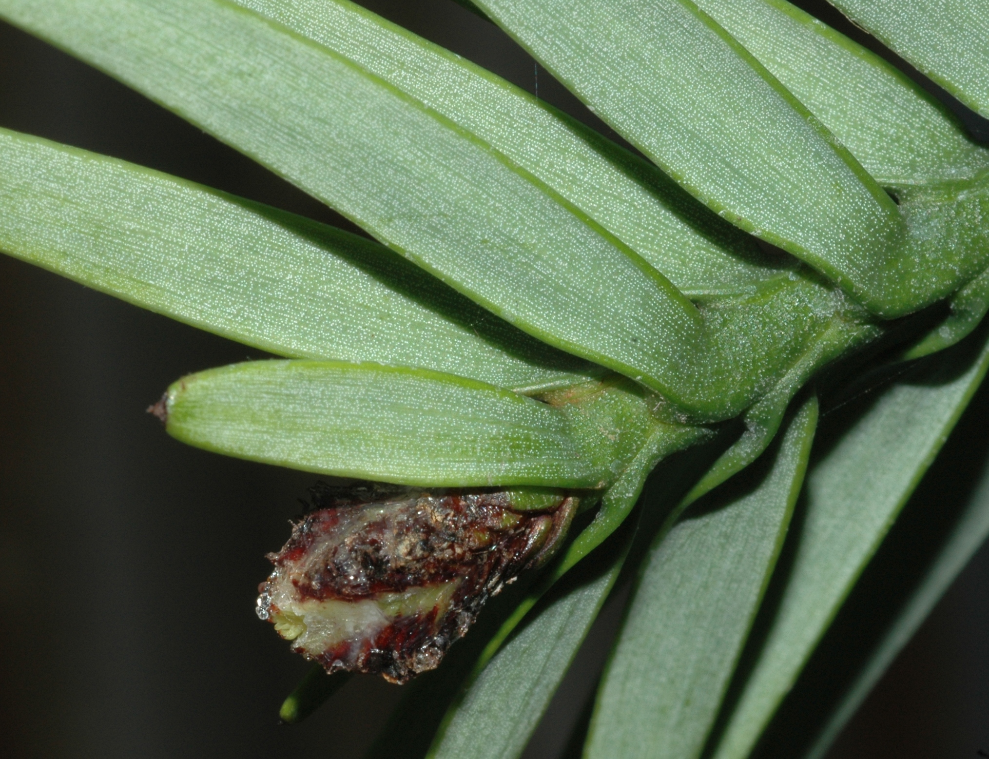 Araucariaceae Wollemia nobilis