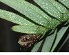 image of Wollemia nobilis