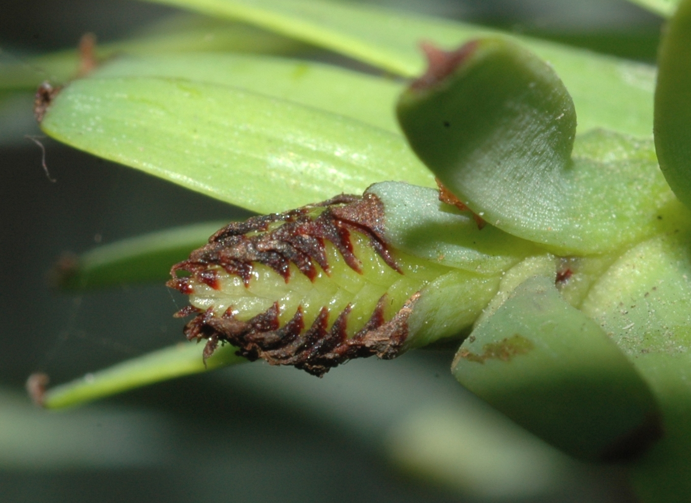 Araucariaceae Wollemia nobilis