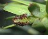image of Wollemia nobilis
