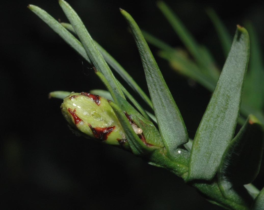 Araucariaceae Wollemia nobilis