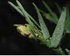 image of Wollemia nobilis