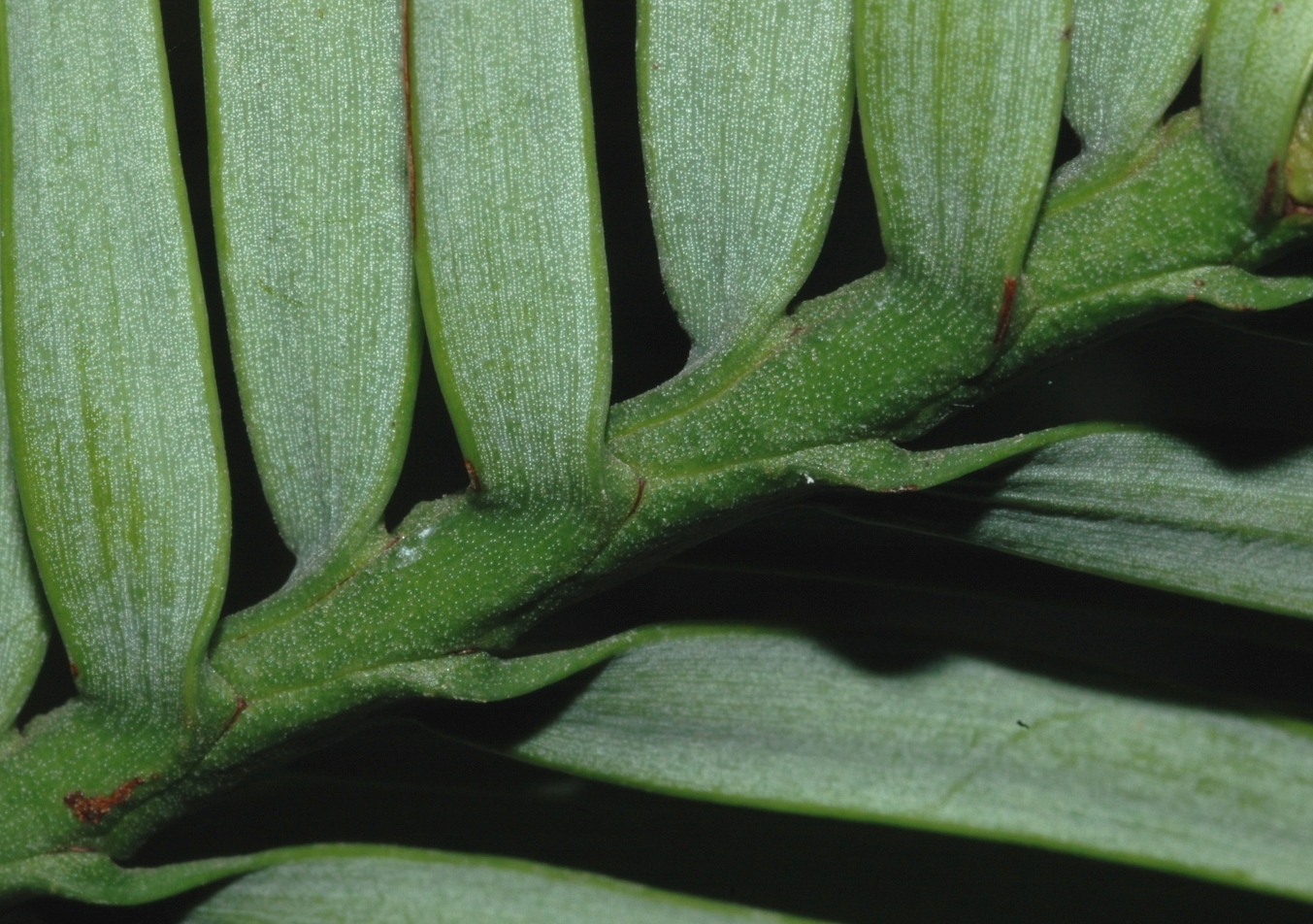 Araucariaceae Wollemia nobilis