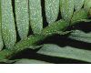 image of Wollemia nobilis