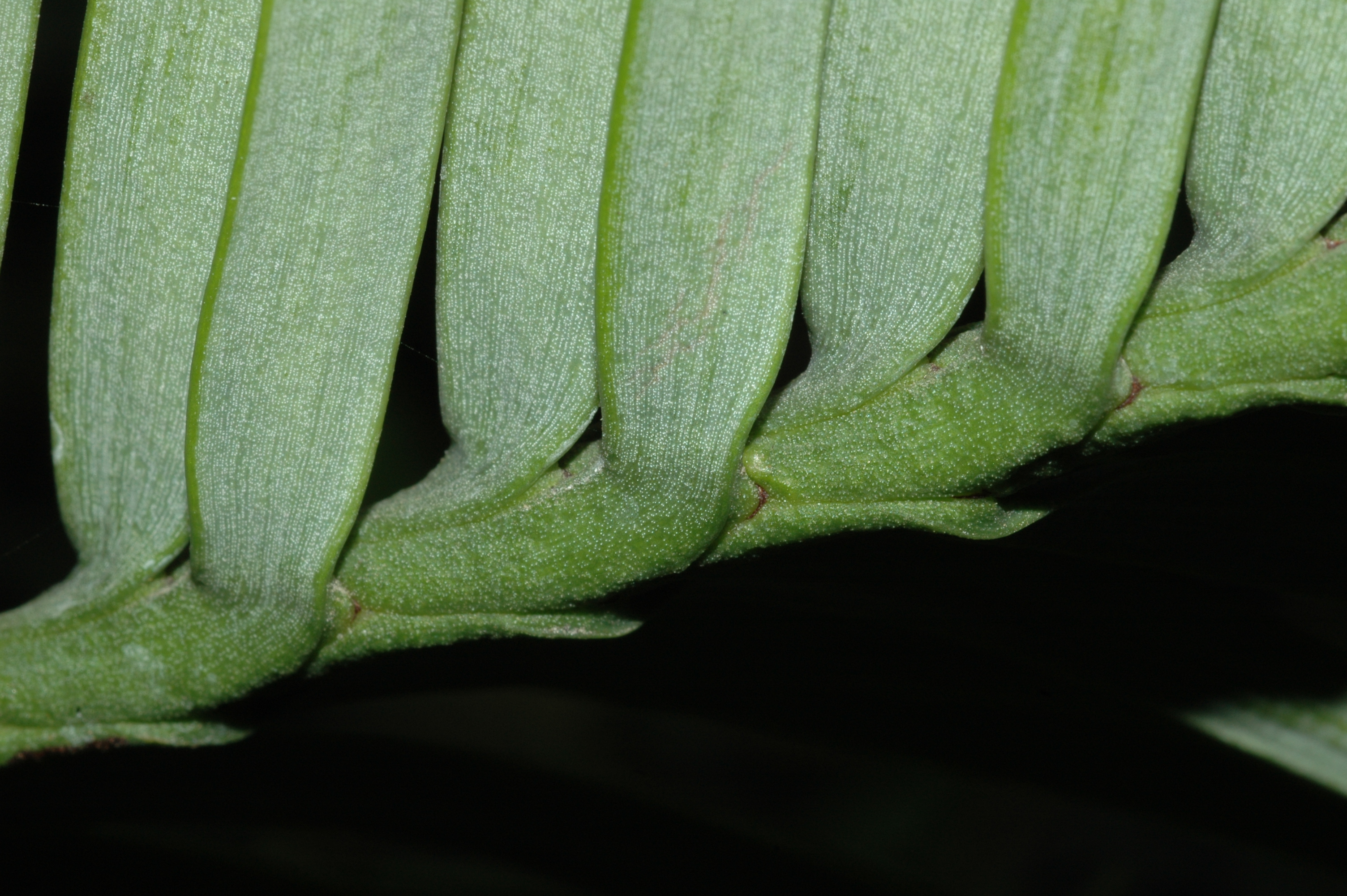 Araucariaceae Wollemia nobilis