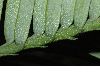 image of Wollemia nobilis